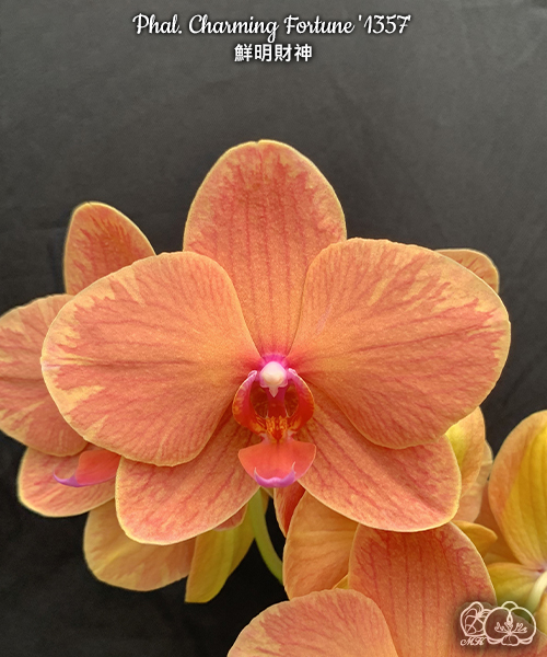 極上 明時代　花入　F-4 美琪園藝Miki Orchid - 品種詳細頁